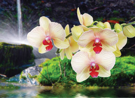 Orchidea
