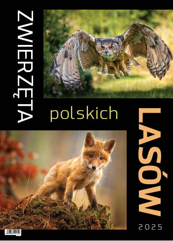 Zwierzęta polskich lasów
